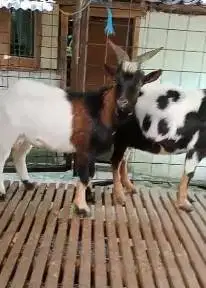 sepasang indukan kambing pygmi mini 1-2 tahunan TB 40cm unik exotik ok