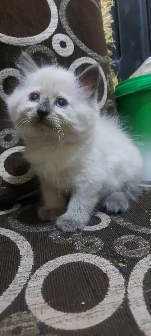 Kucing kitten lepas adopt 2,5BLN