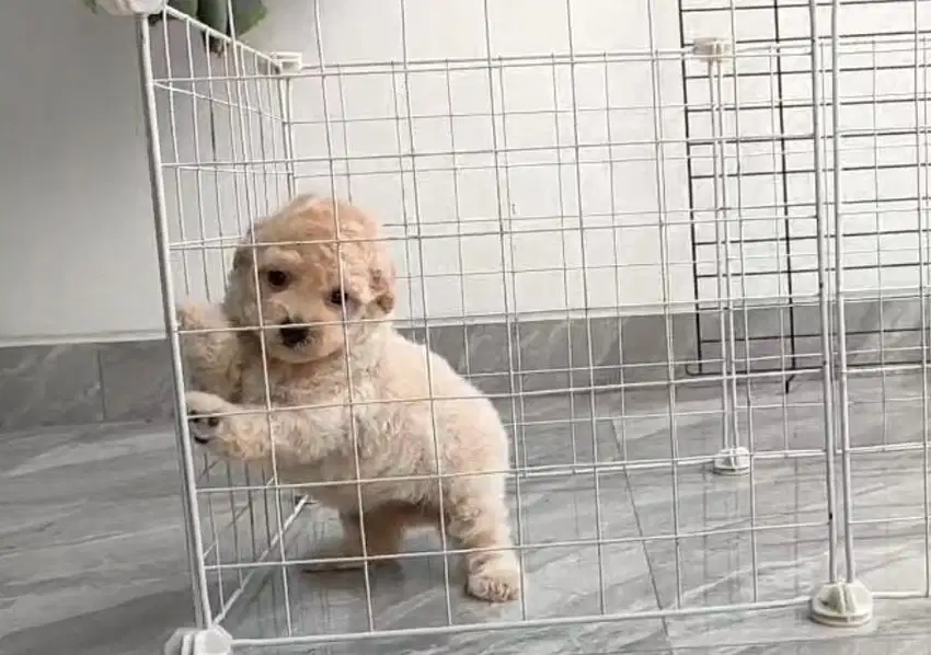 Tiny Poodle Stambum