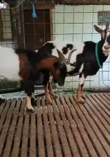 sepasang indukan kambing mini pygmi 1-2 tahunan exotik lucu unik puas