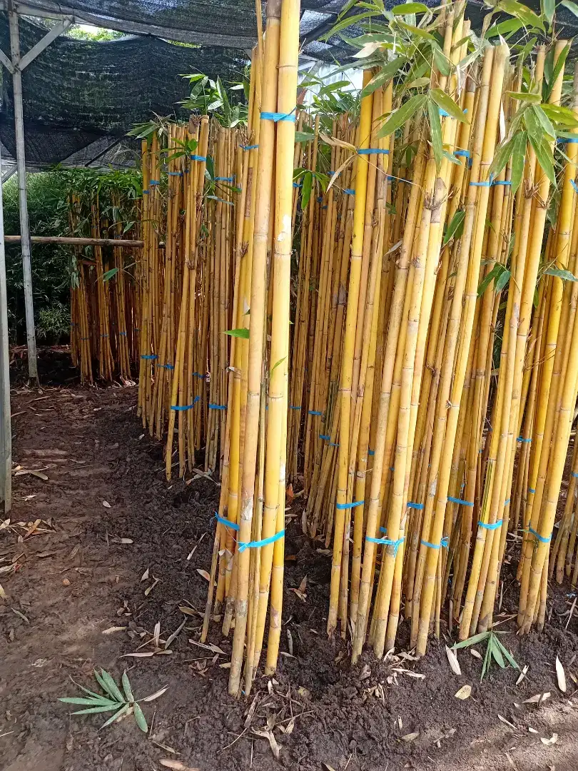 bambu panda dan tanamqn hias