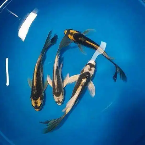 Ikan Koi Kabuto Slayer