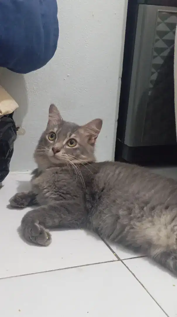 KUCING JANTAN 1 TAHUN