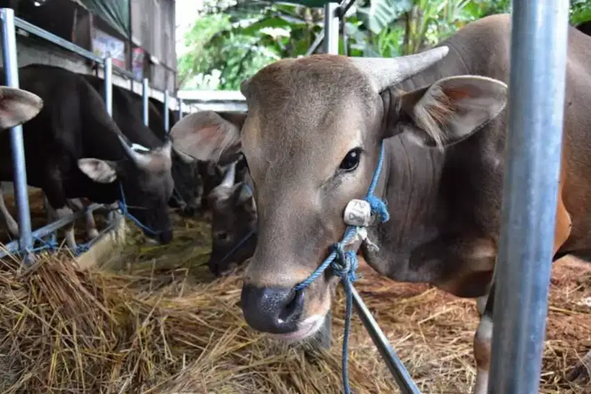 Sapi Bali 300Kg ( Pengiriman Langsung Dari NTT )