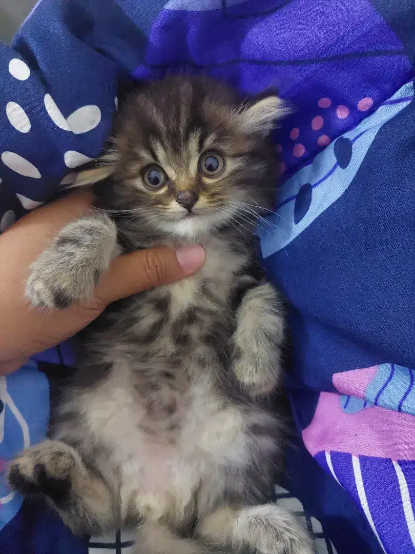 Kitten anggoran jantan