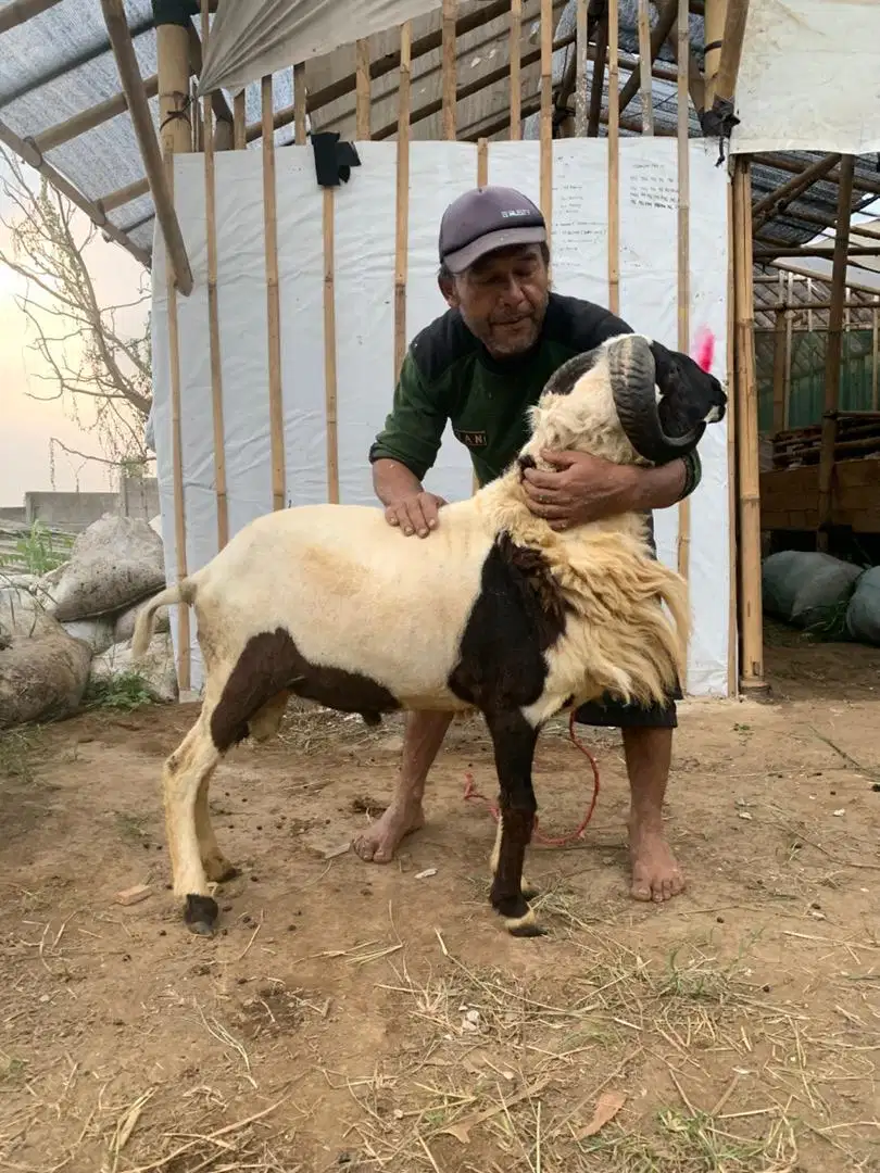 Domba  kambing aqiqah qurban syukuran