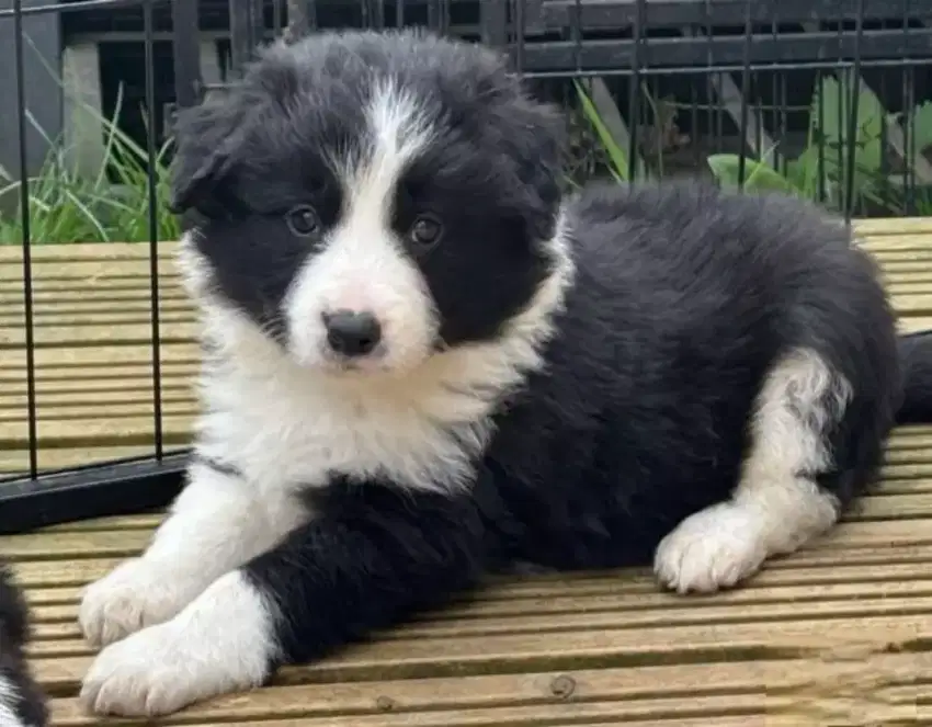 JUAL ANJING BORDER COLLIE