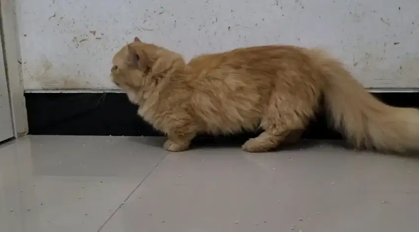 (SIDOARJO) kucing munchkin jantan 1 tahun