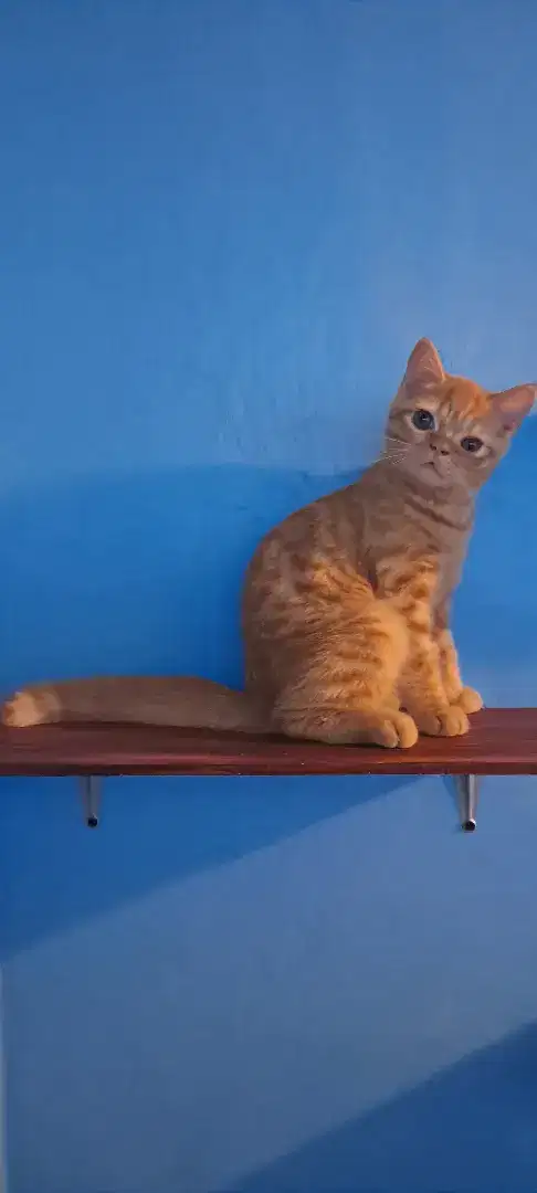 Scottish straight jantan kitten