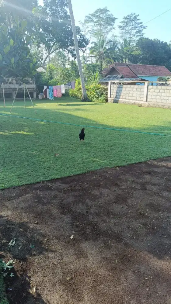 Jual rumput lapangan sepak bola sukoharjo terbaik