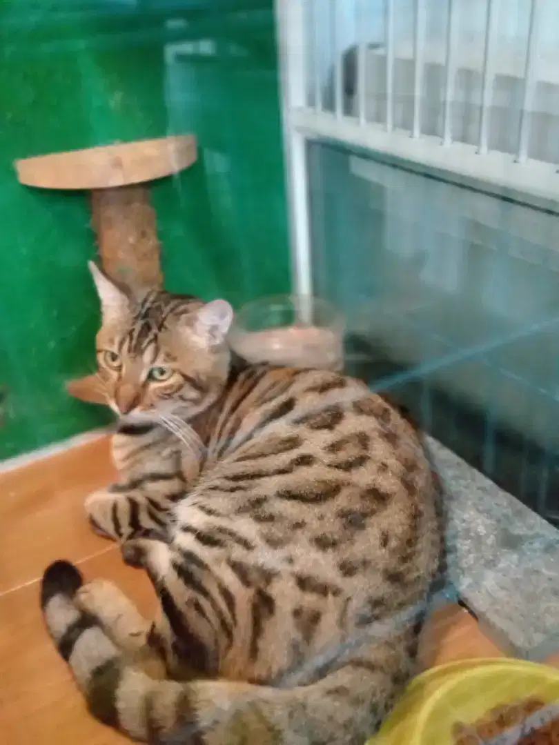 Kucing jantan motif