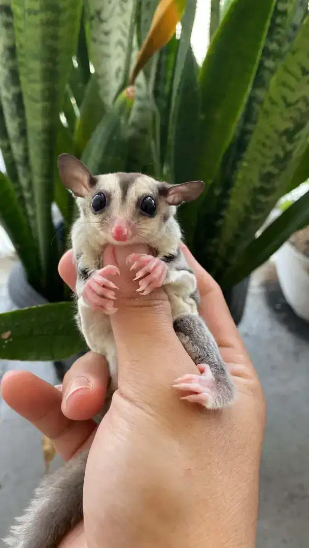 Sugar glider Jantan umur 2 bulan an