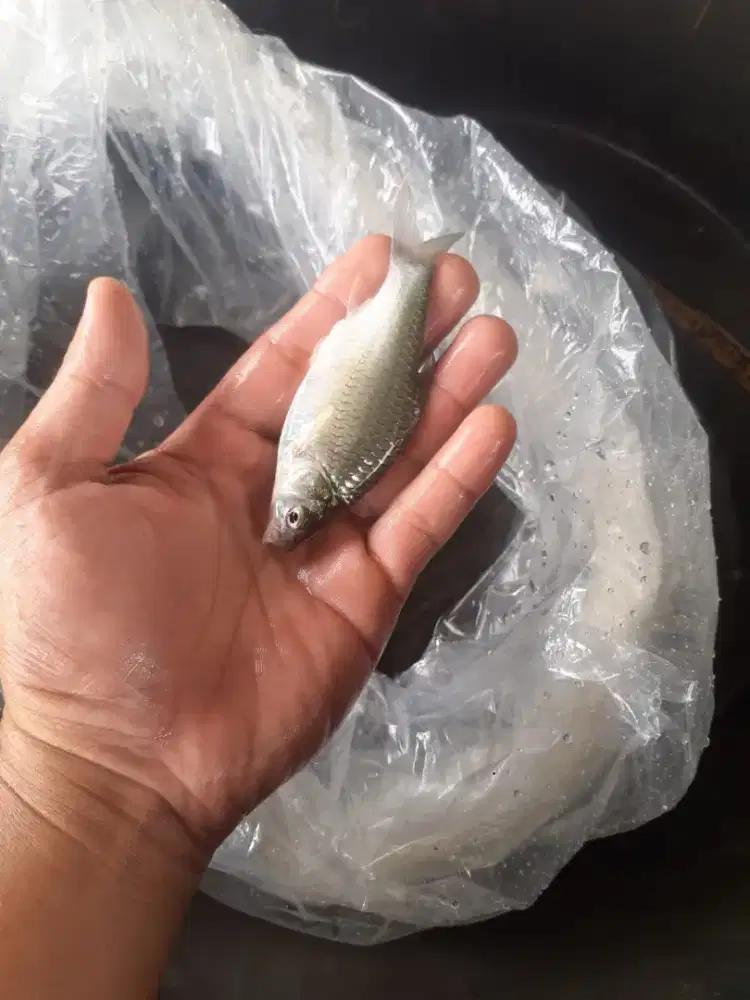 Jual bibit ikan tawes ikan Redy yg minat WA