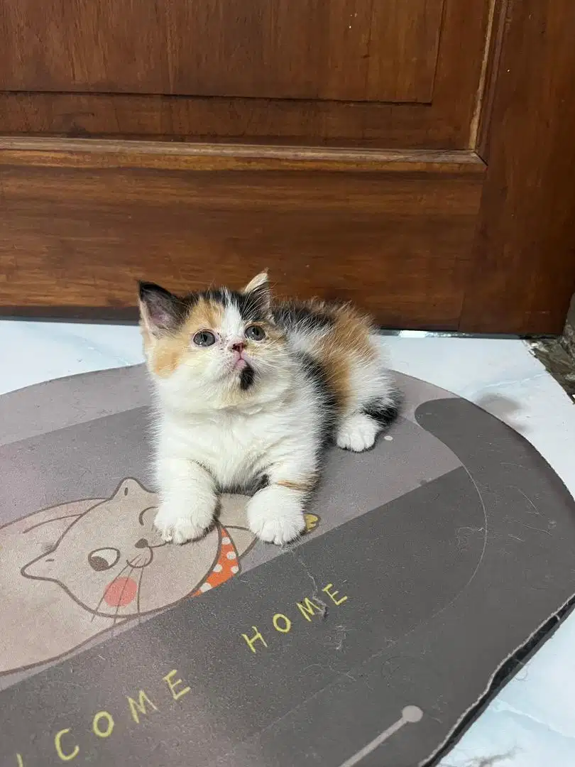 munchkin calico