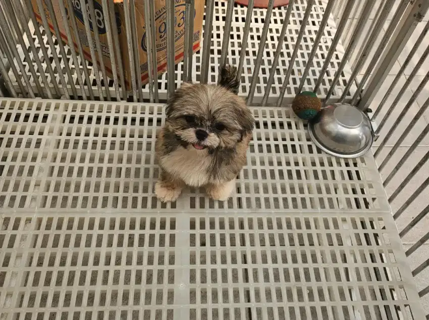 Mini shihtzu non stb
