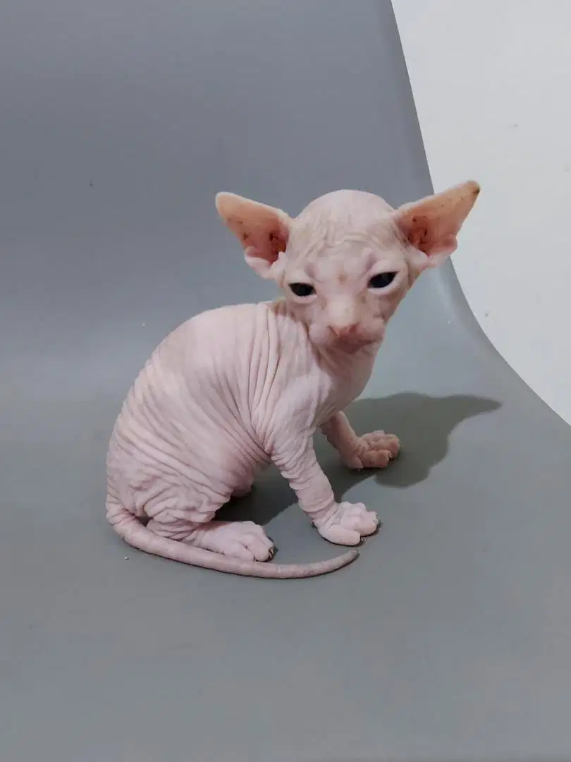 Kucing Sphynx “Jantan”