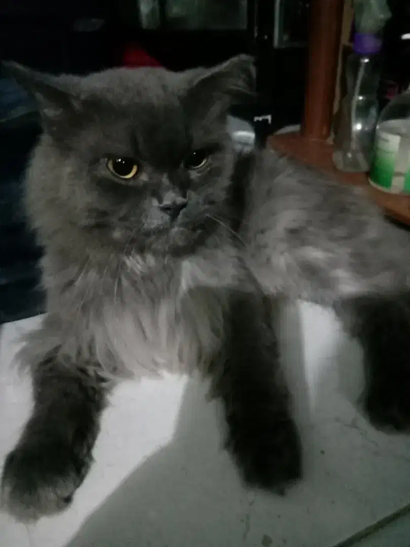 Kucing persia jantan usia 2 thn