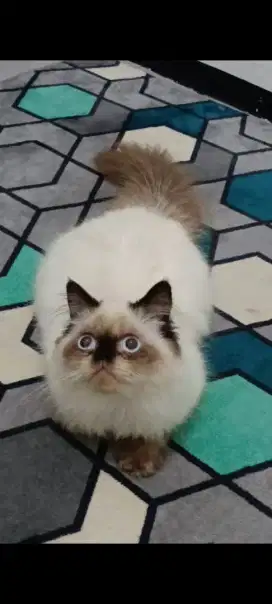 kucing kitten ragdol jantan