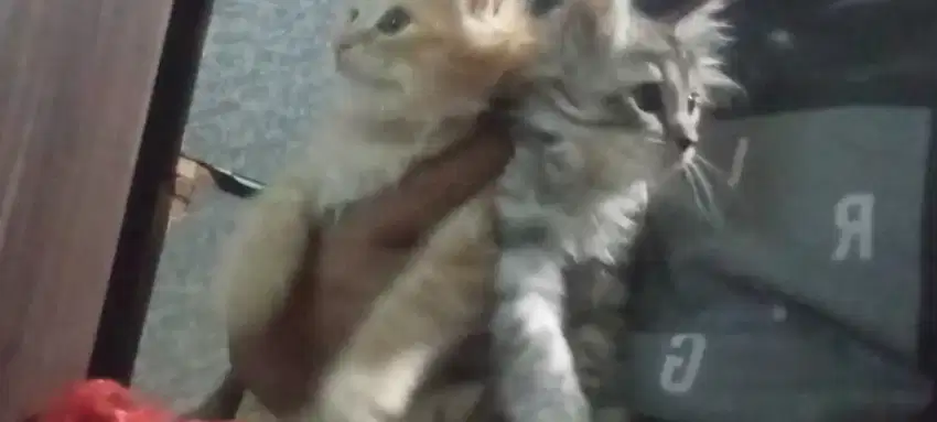 Kucing anak an persia usia 2 bln bulu halus