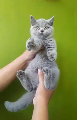 kucing kitten british shorthair betina sudah vaksin super quality