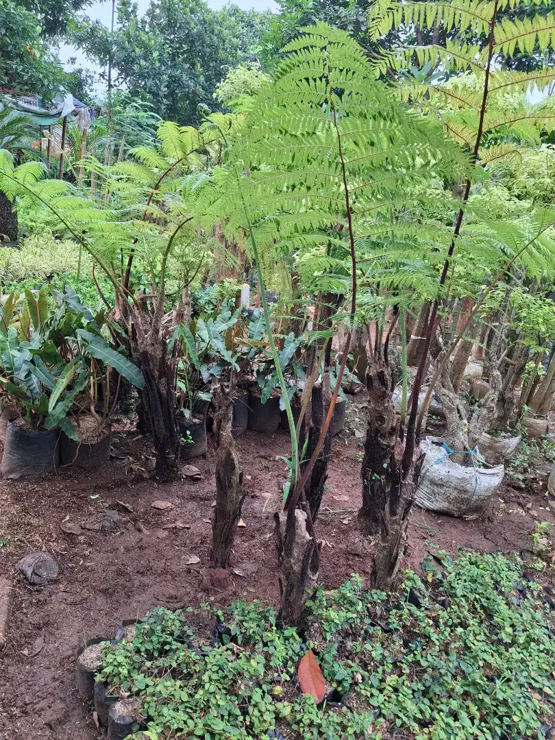 Jual pohon pakis monyet