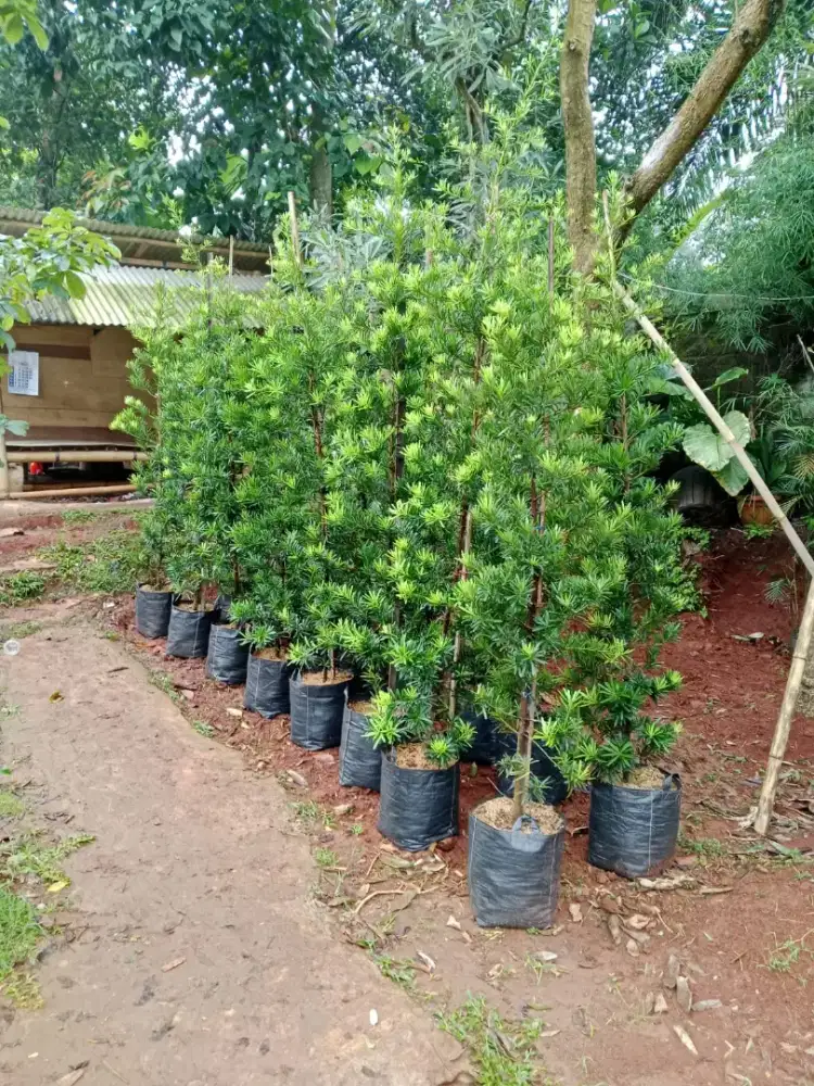 Jual pohon lohansung tinggi 2m