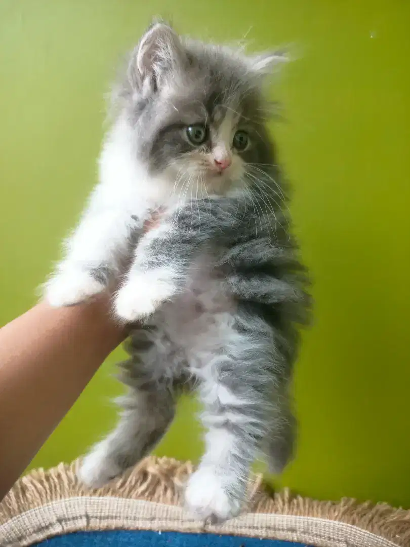 kucing persia flatnose