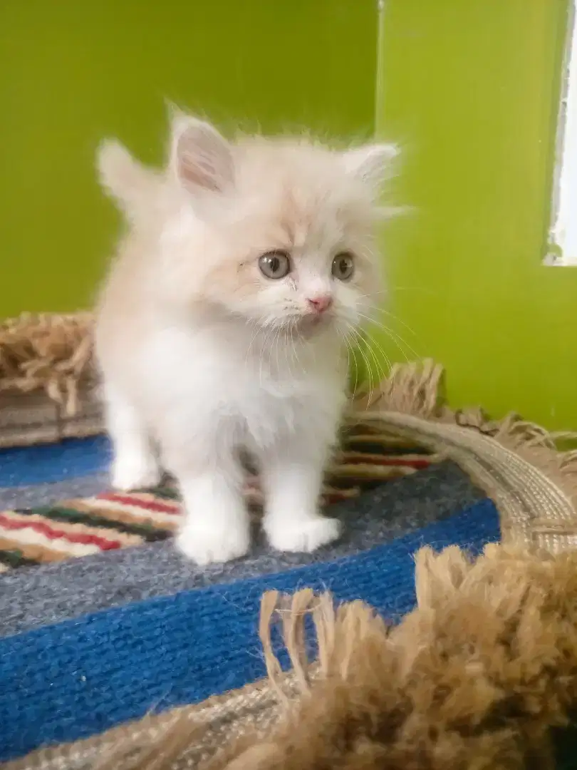 Kitten persia flatnose