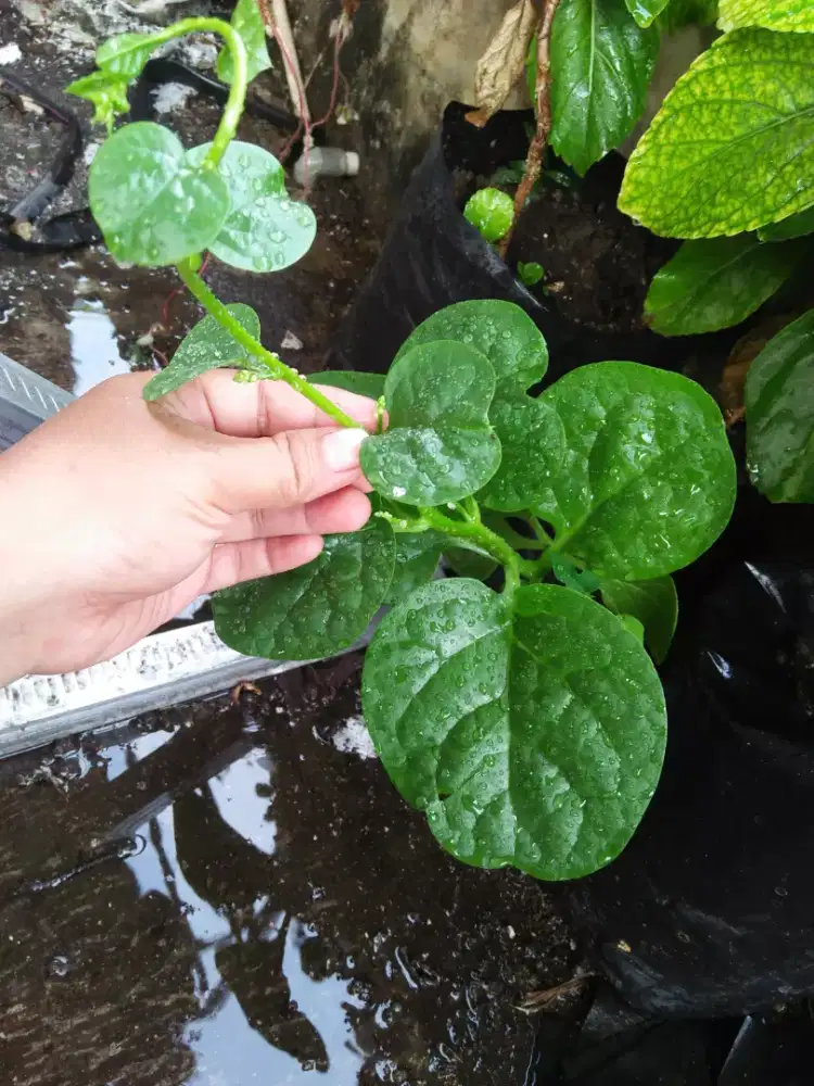 Bibit tanaman gendola/ angkung