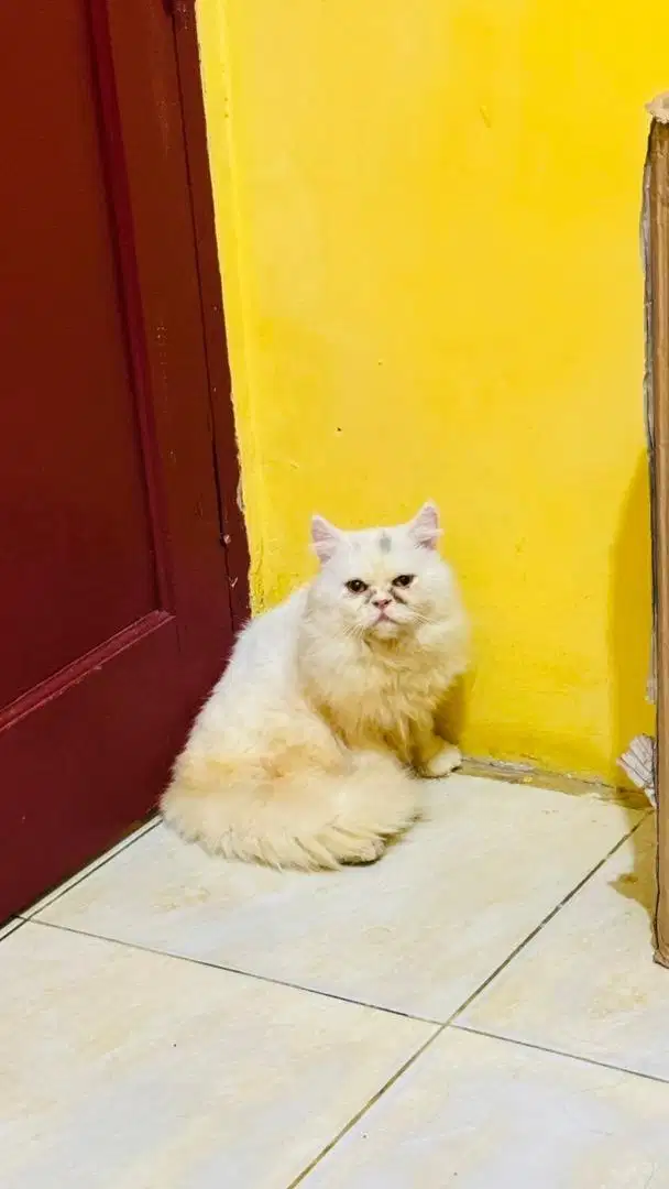 Jantan flatnose