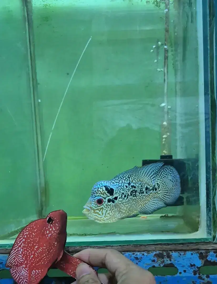 Ikan Louhan Cencu