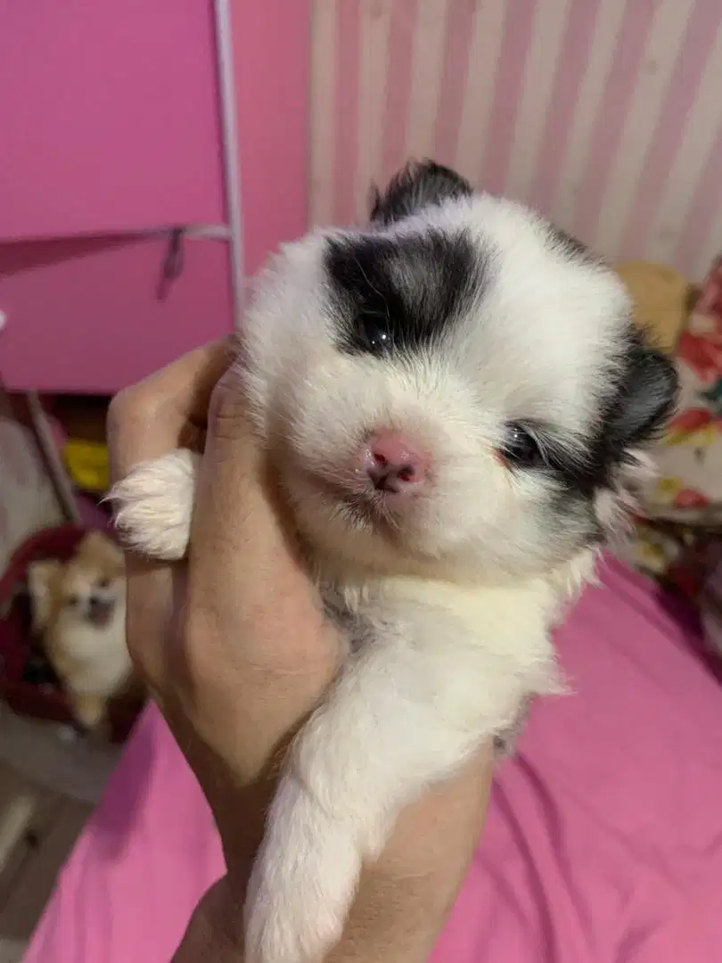 Minipom party sapi