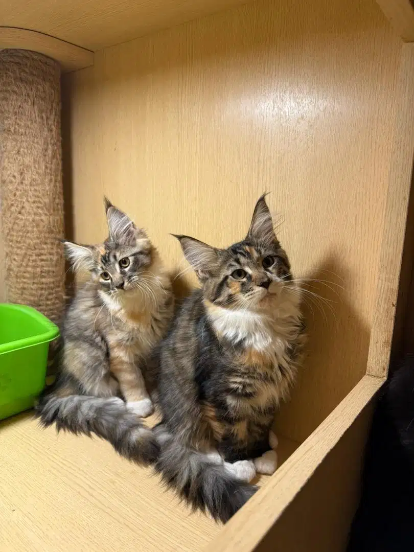 Kucing Mainecoon Purebreed