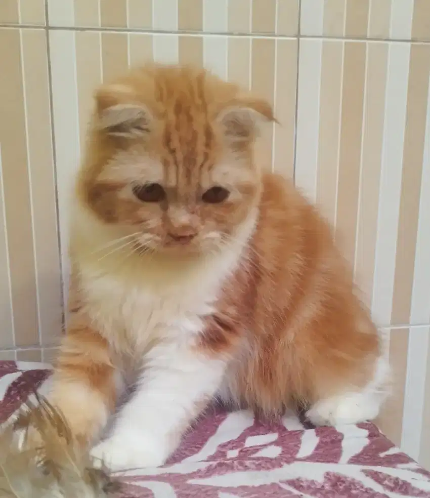 Kitten Scottish Fold betina