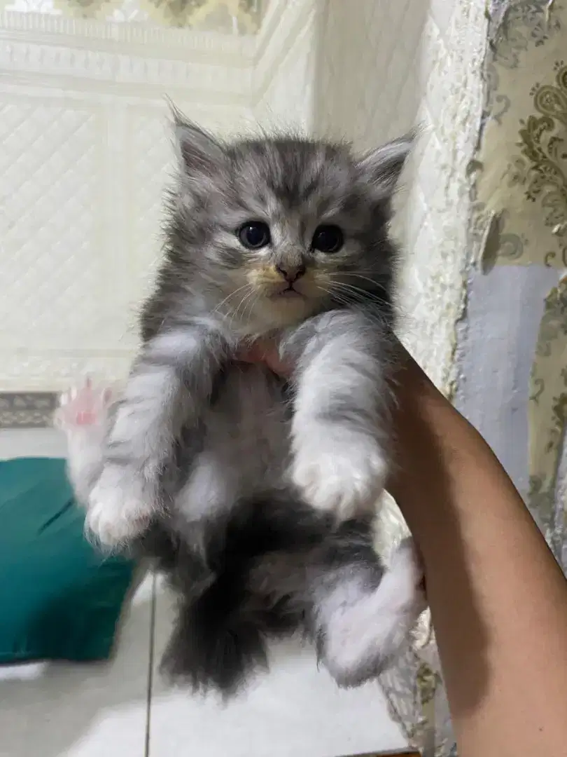 KUCING KITTEN PERSIAN 2 BULAN