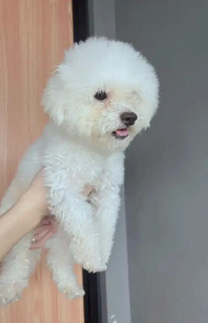 Anjing bichon jantan 1 tahun