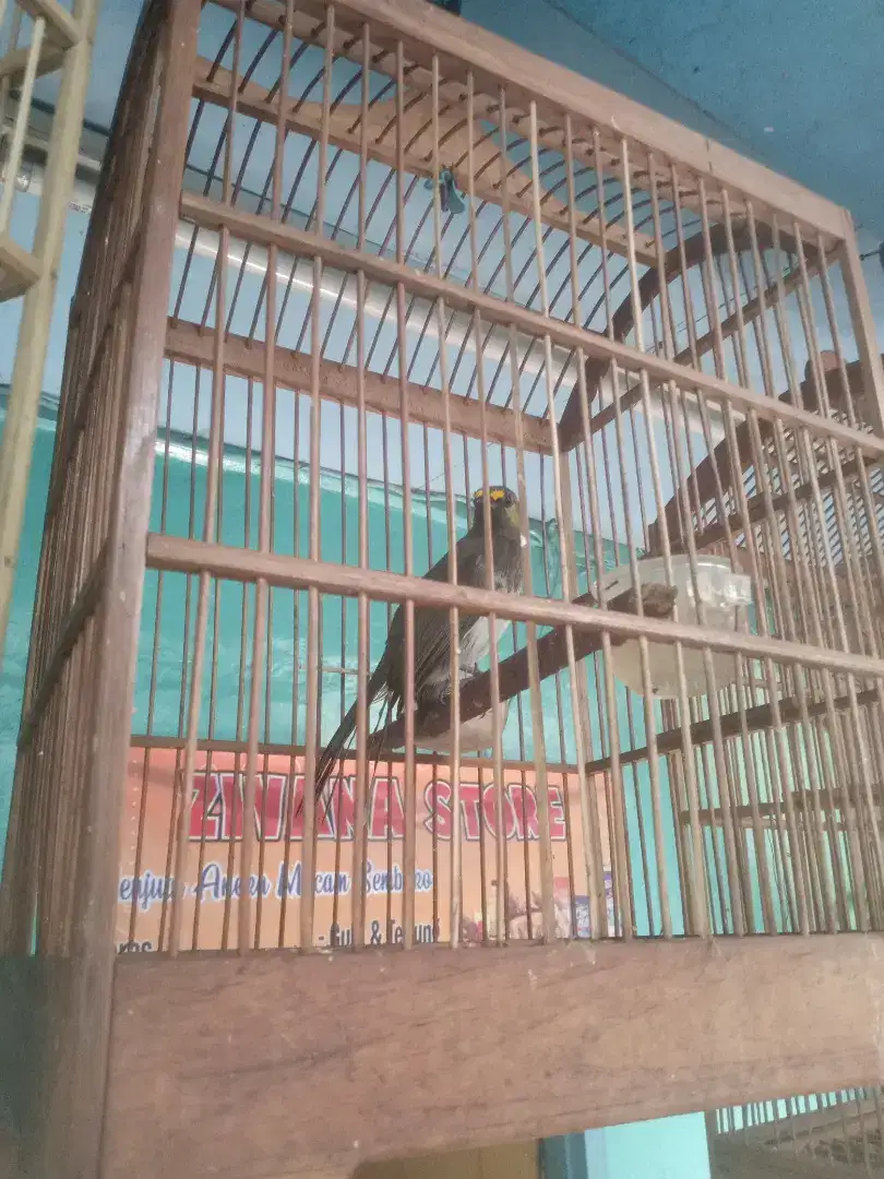 Burung cucak Wilis