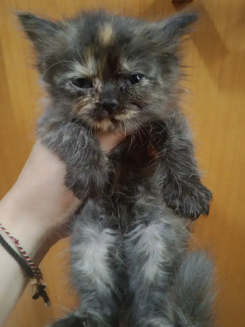 Flatnose tortie