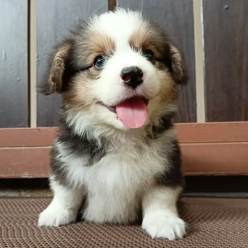 Jual corgi jantan