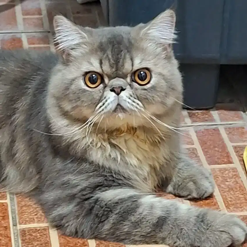 Kucing peaknose jantan