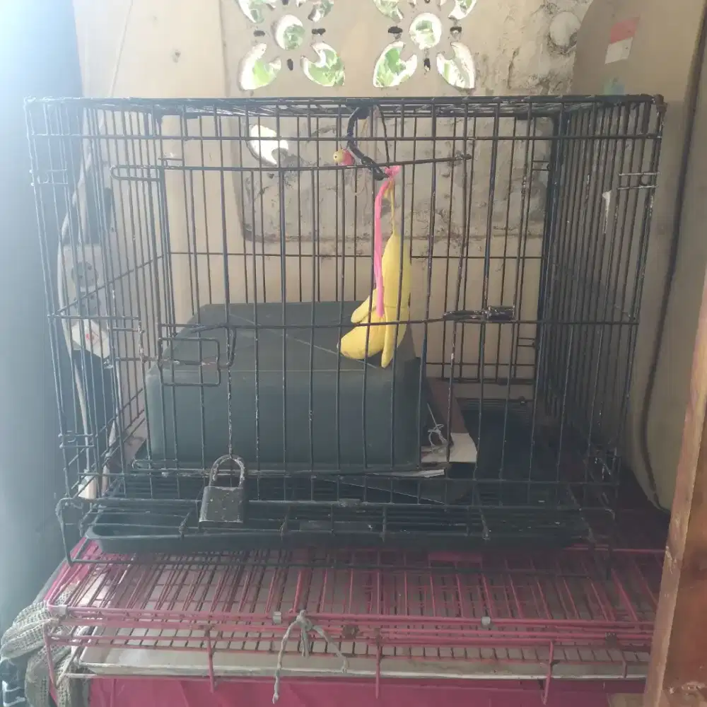 Kandang kucing besi kokoh tebal