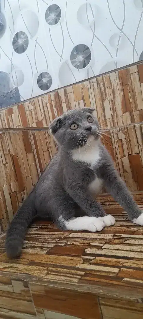 Kitten scottish triple fold