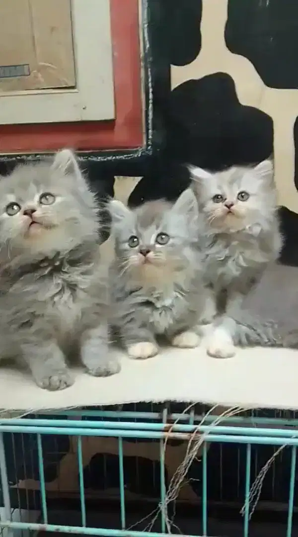Lepas adopt kitten munchkin ns borongan 2 ekor.