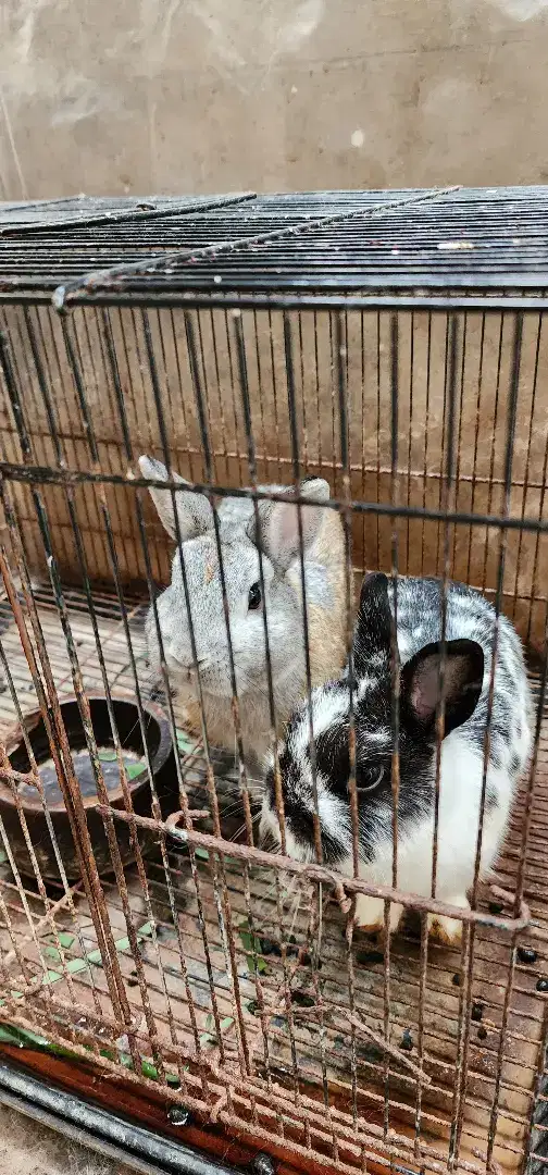 2 ekor Kelinci mini netherland dwarf