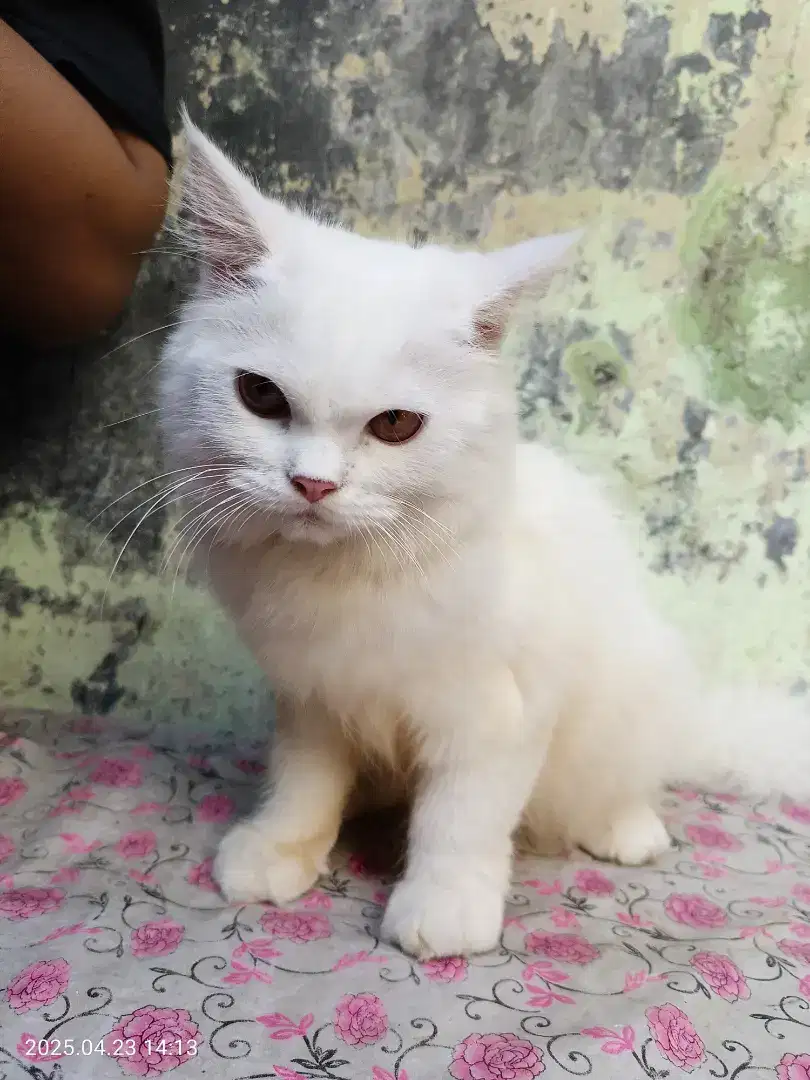 Kitten Persia jantan