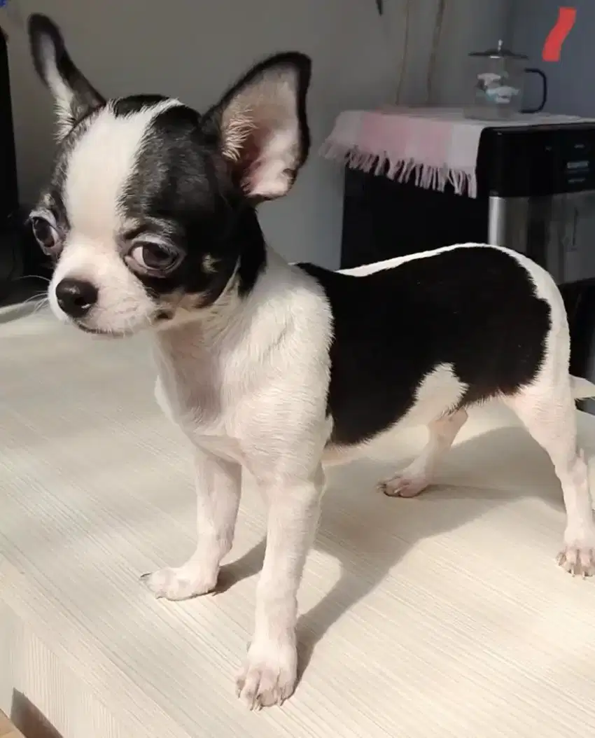 Chihuahua Belang Sapi,Jantan Stambun