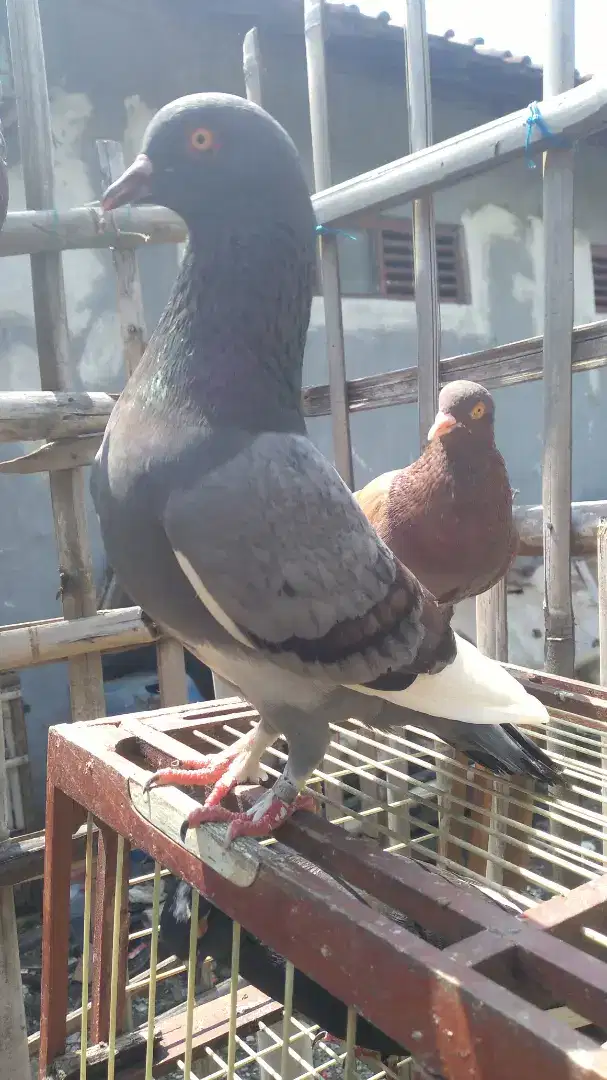 Burung merpati kolong
