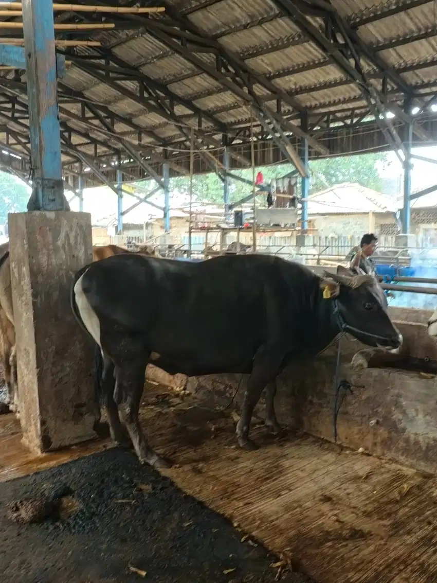 Sapi bali super bobot Start dari 200kg
