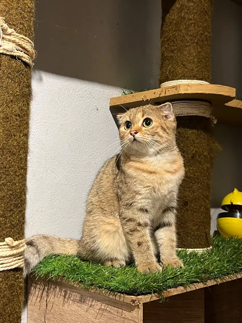 Kitten Scottish fold Golden