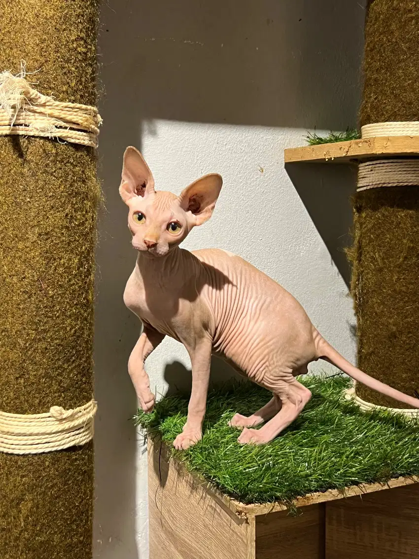 Sphynx jantan bicolor